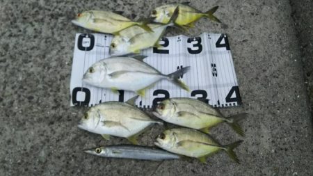 ヒラスズキはどこ？