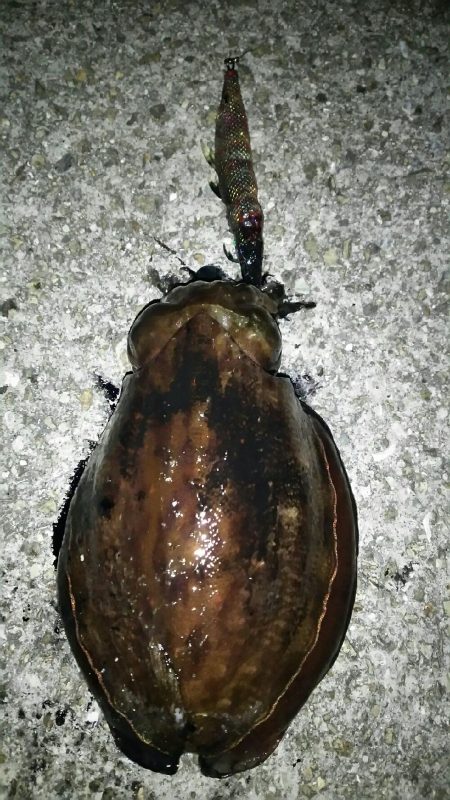 初コウイカと四季の釣り♪