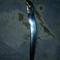 タチウオ　ウキ釣り