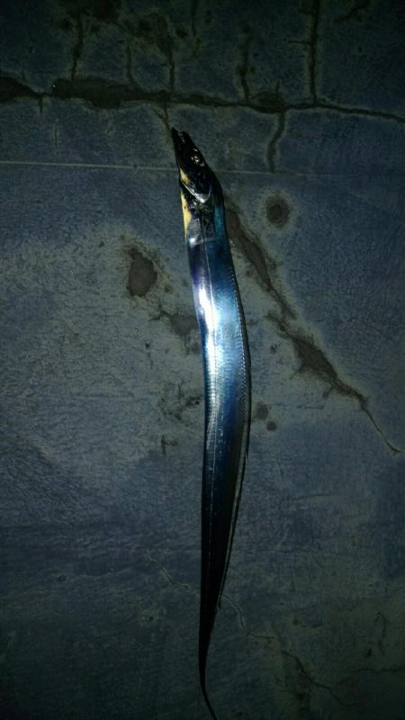 タチウオ　ウキ釣り