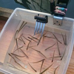 佐仲ダムでワカサギ