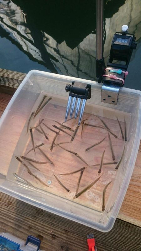 佐仲ダムでワカサギ