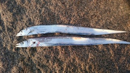 ショートバイトはあるものの