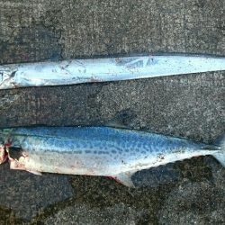 釣果にムラあり