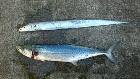 釣果にムラあり