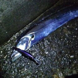 今季初ドラゴン捕獲