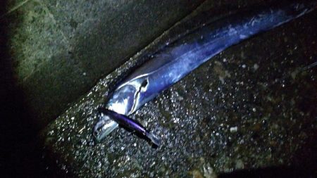 今季初ドラゴン捕獲