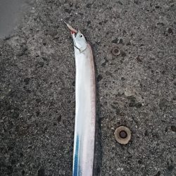 釣り部 釣行記 5