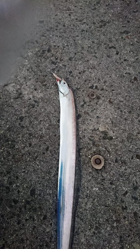 釣り部 釣行記 5