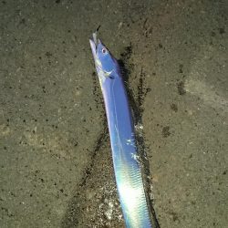 釣り部 釣行記 7