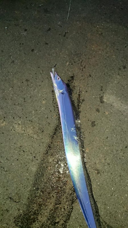 釣り部 釣行記 7