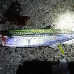 久しぶりのサゴシ