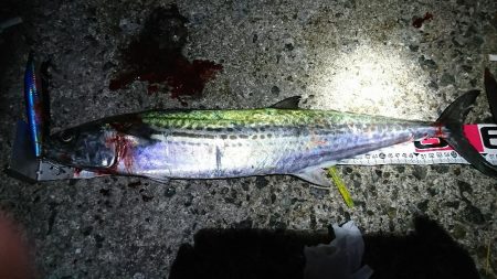 久しぶりのサゴシ