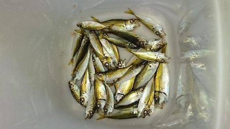 サビキで豆アジ小アジ