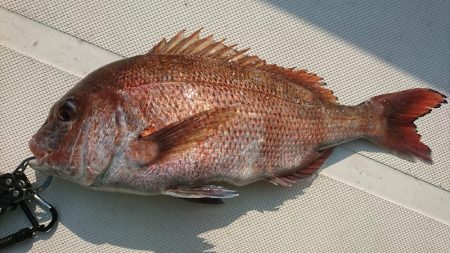 タイラバで脱走兵