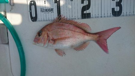 今度は天然真鯛