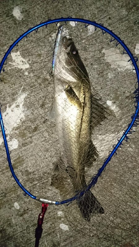 サヨリ付シーバス