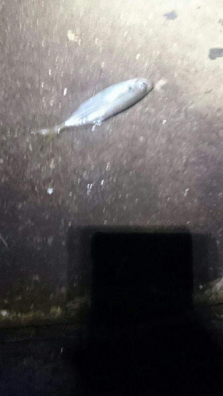 今日はダメでした。