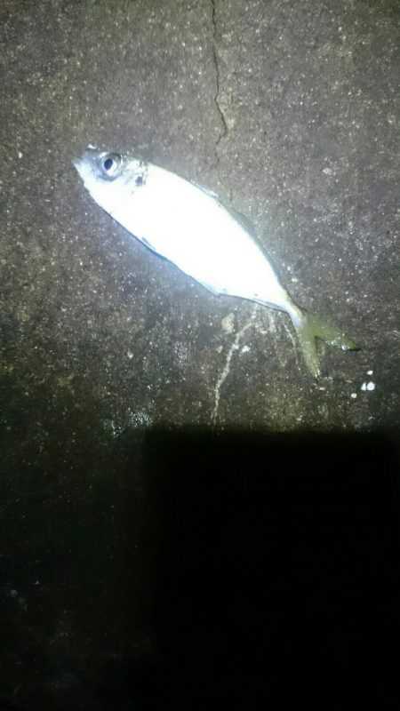 タチウオ少ない？