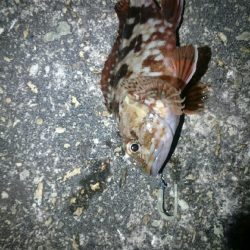 やっぱりアジが居ない。