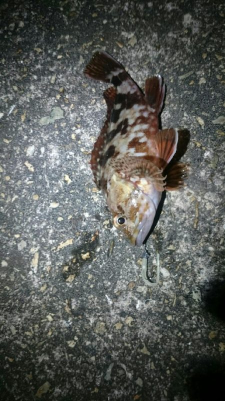 やっぱりアジが居ない。