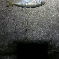 タチウオも少ない？