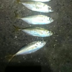 ランガンしてやっと見つけた。