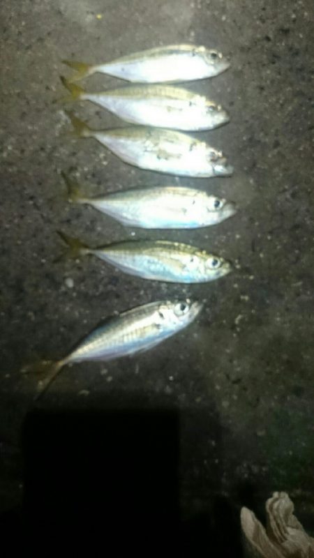 ランガンしてやっと見つけた。