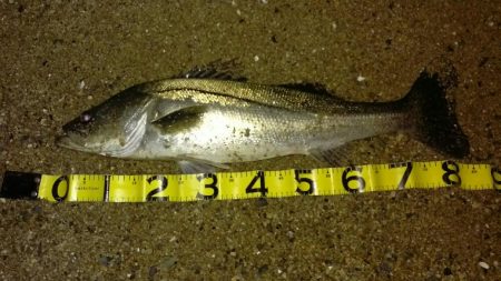 マイワシーバス