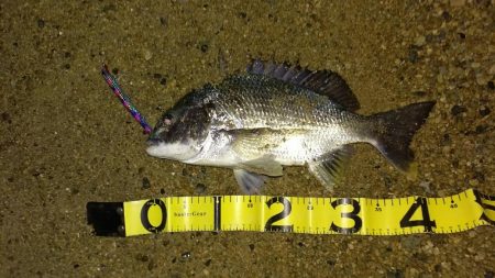 マイワシーバスサヨリチヌ