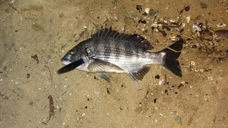 マイワシパターンでチヌ