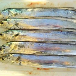 阿南市の大野突堤でタチウオとシーバス好調