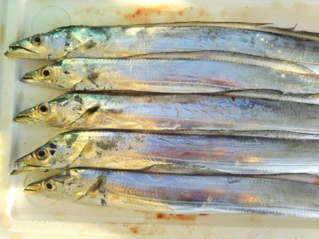 阿南市の大野突堤でタチウオとシーバス好調