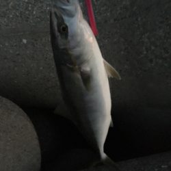 ボイルもありつつでハマチ2