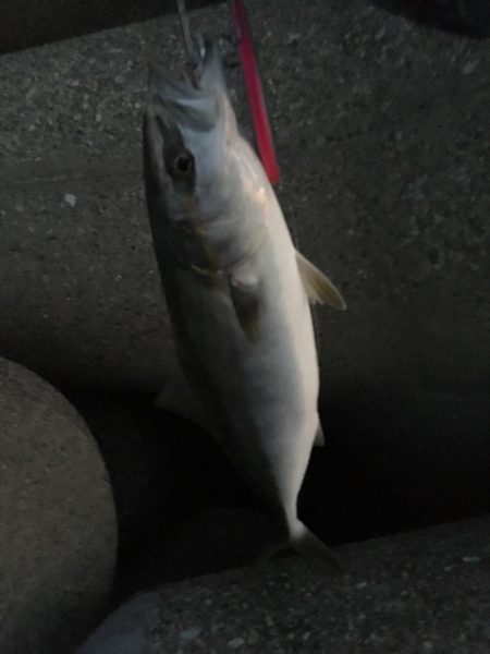 ボイルもありつつでハマチ2