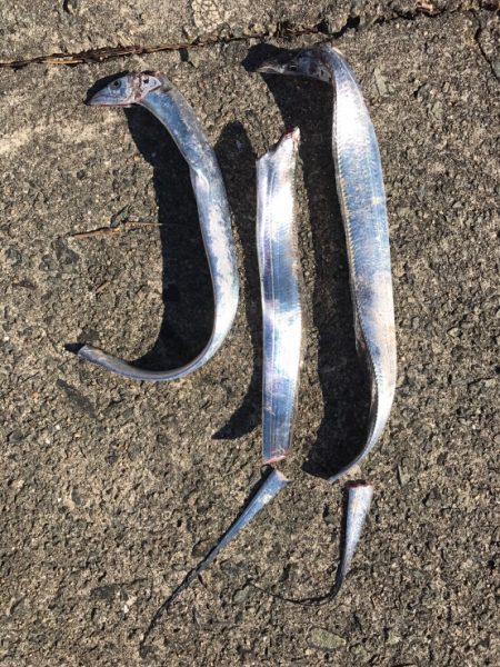 タチウオ 3匹 70〜80cm