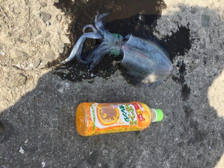 初めてのアオリイカ