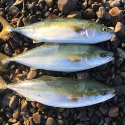 大里松原海岸 ハマチ3匹