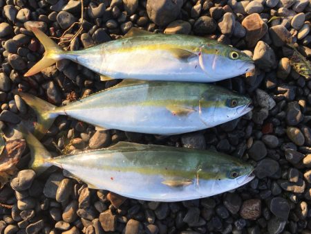 大里松原海岸 ハマチ3匹