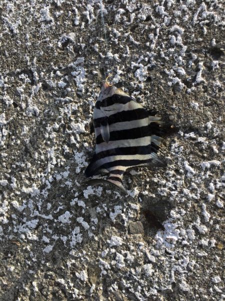 イシダイの幼魚