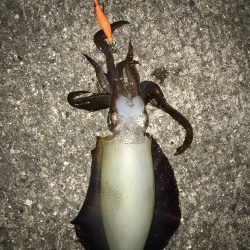 閉園前ギリギリGET