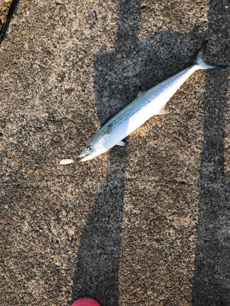 サゴシ2匹 ショアジギング