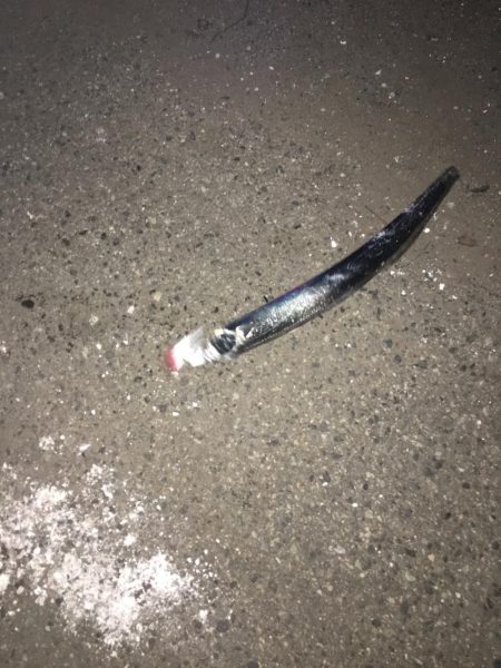 まさかのこんなとこで太刀魚