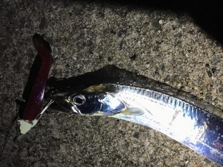 久しぶりの爆釣