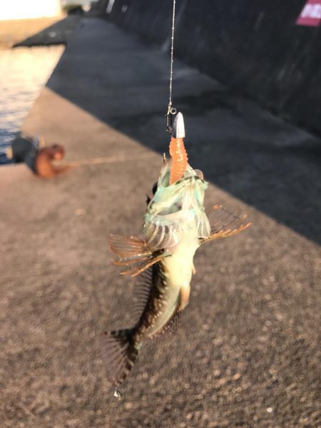 アオリはどこに？