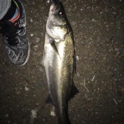 神戸空港シーバスゲーム