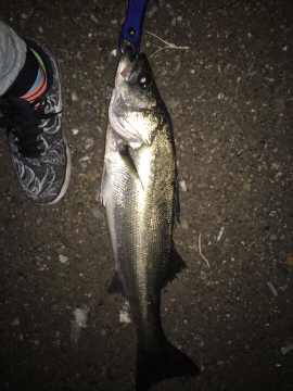 神戸空港シーバスゲーム