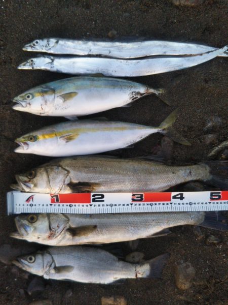 阿南市の大野突堤でタチウオ、シーバス、ツバ…