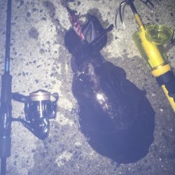 久々にこましなサイズ