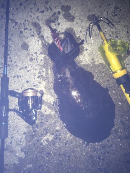 久々にこましなサイズ